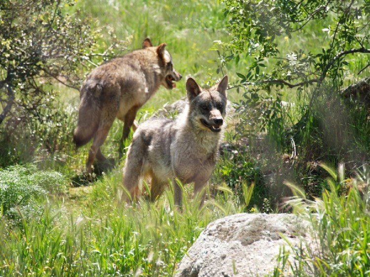 El desarrollo del nuevo Decreto de caza de CyL permitirá cazar lobos al norte Duero